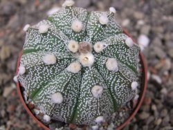 Astrophytum Z Jasenné květináč 6,5 cm - 12413575