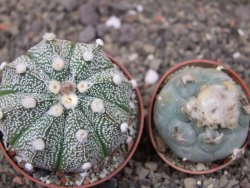 Astrophytum Z Jasenné květináč 6,5 cm - 12413576