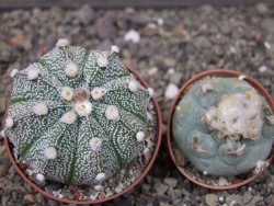 Astrophytum Z Jasenné květináč 6,5 cm - 12413577