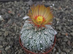 Astrophytum Z Jasenné květináč 5,5 cm