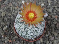 Astrophytum Z Jasenné květináč 5,5 cm - 12413579