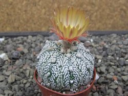 Astrophytum Z Jasenné květináč 5,5 cm - 12413580