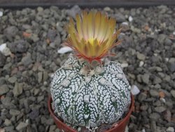 Astrophytum Z Jasenné květináč 5,5 cm - 12413581