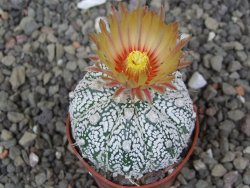 Astrophytum Z Jasenné květináč 5,5 cm - 12413582