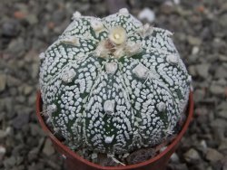 Astrophytum Z Jasenné květináč 5,5 cm - 12413583