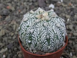 Astrophytum Z Jasenné květináč 5,5 cm - 12413584