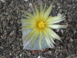 Astrophytum coahuilense quadricostatum, pot 5,5 cm - 12413586