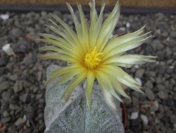 Astrophytum coahuilense quadricostatum, pot 5,5 cm - 12413587