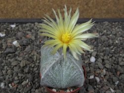 Astrophytum coahuilense quadricostatum, pot 5,5 cm - 12413588