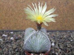 Astrophytum coahuilense quadricostatum, pot 5,5 cm - 12413589