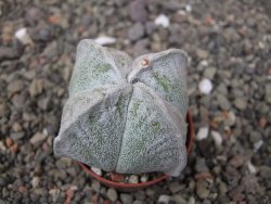 Astrophytum coahuilense quadricostatum, pot 5,5 cm - 12413590