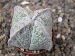 Astrophytum coahuilense quadricostatum, pot 5,5 cm - 12413591