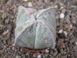Astrophytum coahuilense quadricostatum, pot 5,5 cm - 12413592