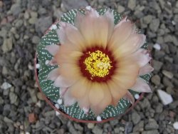 Astrophytum Z Jasenné květináč 6,5 cm - 12413594
