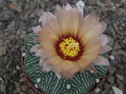 Astrophytum Z Jasenné květináč 6,5 cm - 12413595