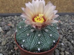 Astrophytum Z Jasenné květináč 6,5 cm - 12413596