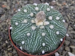 Astrophytum Z Jasenné květináč 6,5 cm - 12413597