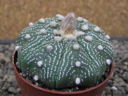 Astrophytum Z Jasenné květináč 6,5 cm - 12413598