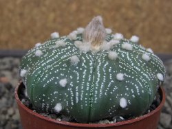 Astrophytum Z Jasenné květináč 6,5 cm - 12413599
