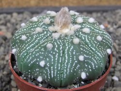 Astrophytum Z Jasenné květináč 6,5 cm - 12413600