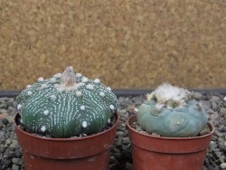Astrophytum Z Jasenné květináč 6,5 cm - 12413601