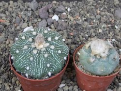 Astrophytum Z Jasenné květináč 6,5 cm - 12413602