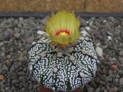 Astrophytum Z Jasenné květináč 5,5 cm