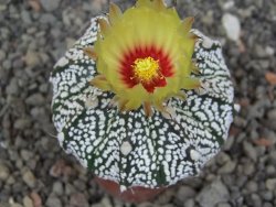 Astrophytum Z Jasenné květináč 5,5 cm - 12413604