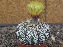 Astrophytum Z Jasenné květináč 5,5 cm - 12413605