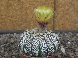 Astrophytum Z Jasenné květináč 5,5 cm - 12413606