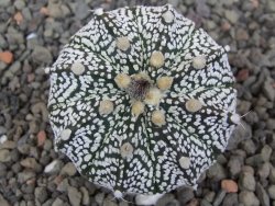 Astrophytum Z Jasenné květináč 5,5 cm - 12413607