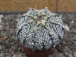 Astrophytum Z Jasenné květináč 5,5 cm - 12413608