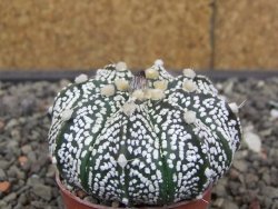 Astrophytum Z Jasenné květináč 5,5 cm - 12413609