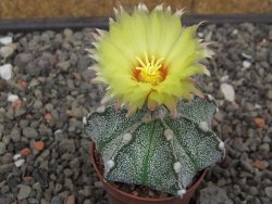 Astrophytum Z Jasenné květináč 5,5 cm