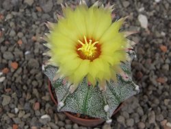 Astrophytum Z Jasenné květináč 5,5 cm - 12413611