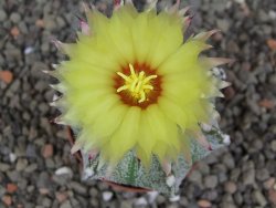 Astrophytum Z Jasenné květináč 5,5 cm - 12413612