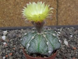Astrophytum Z Jasenné květináč 5,5 cm - 12413613