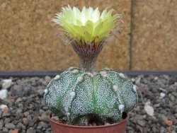 Astrophytum Z Jasenné květináč 5,5 cm - 12413614