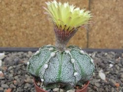 Astrophytum Z Jasenné květináč 5,5 cm - 12413615