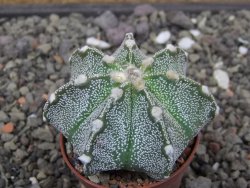 Astrophytum Z Jasenné květináč 5,5 cm - 12413616