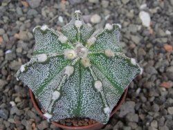Astrophytum Z Jasenné květináč 5,5 cm - 12413617