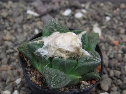 Ariocarpus fissuratus květináč 5,5 cm Cites IA - 12413619