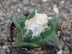 Ariocarpus fissuratus květináč 5,5 cm Cites IA - 12413620