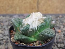 Ariocarpus fissuratus květináč 5,5 cm Cites IA - 12413621