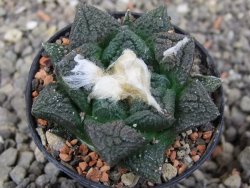 Ariocarpus fissuratus květináč 5,5 cm Cites IA - 12413623