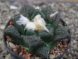 Ariocarpus fissuratus květináč 5,5 cm Cites IA - 12413624