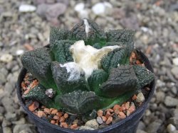Ariocarpus fissuratus květináč 5,5 cm Cites IA - 12413625