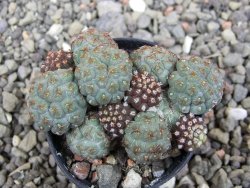 Puna bonniae květináč 5,5 cm