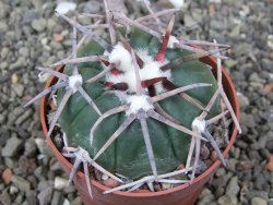 Echinocactus horizonthalonius Corazon del Monte pot 6,5 cm - 12413629