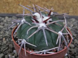 Echinocactus horizonthalonius Corazon del Monte pot 6,5 cm - 12413630